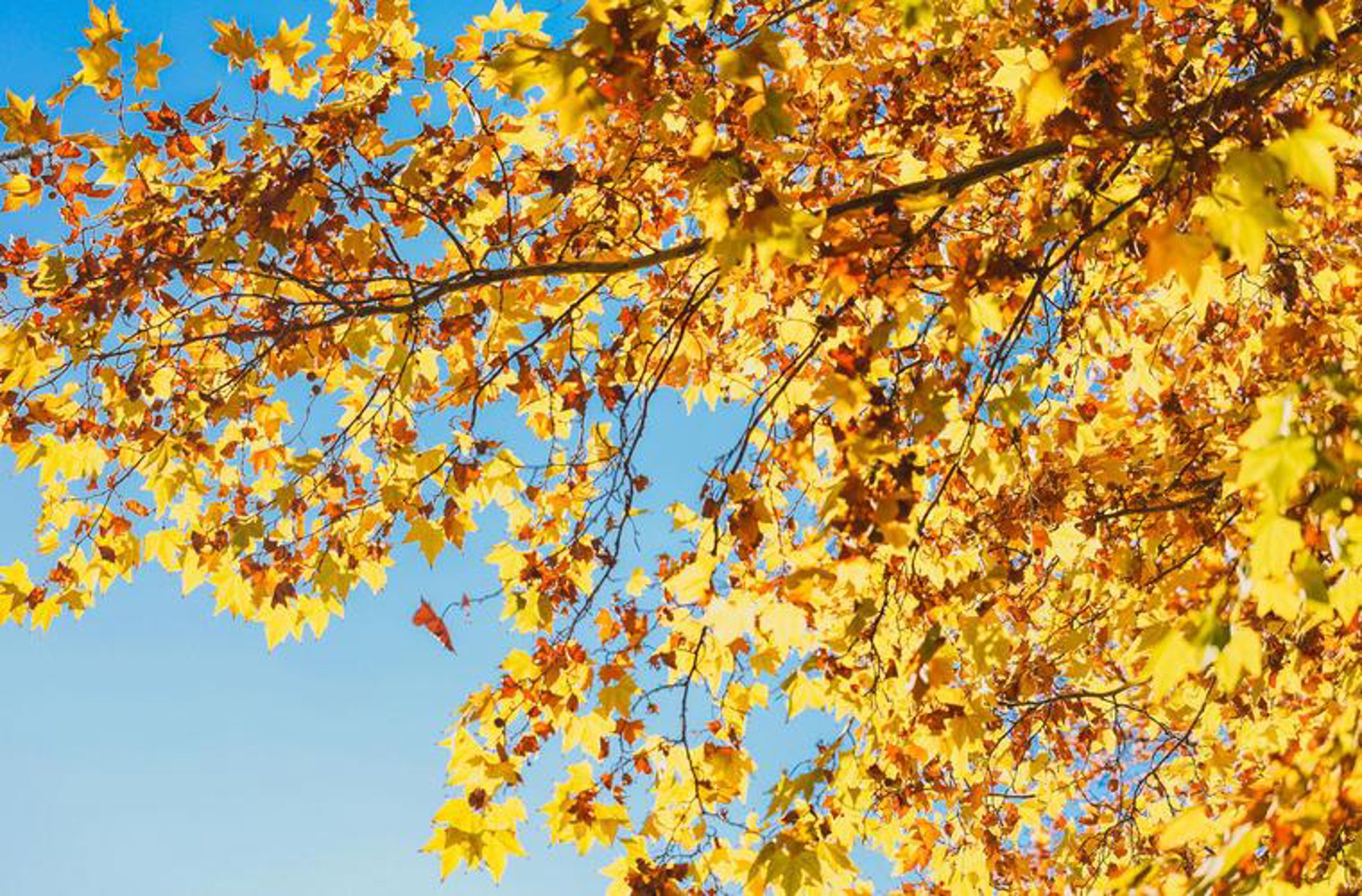 吾桐贸易